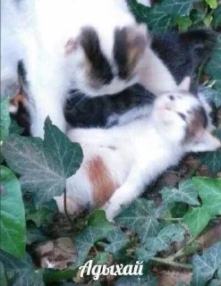 🐱