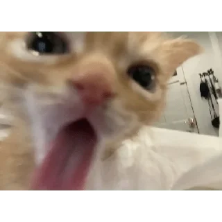 👹