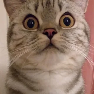 Тифаня :: @fStikBot