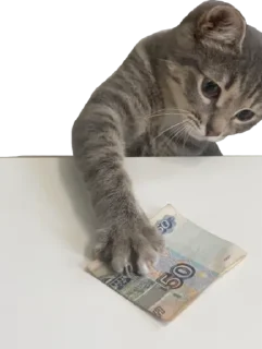 💰