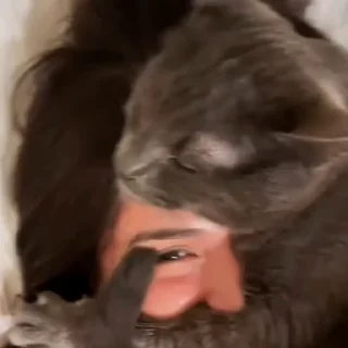 🐈