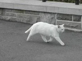 😺