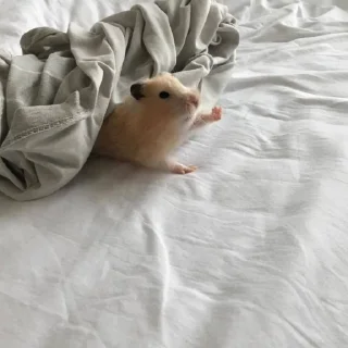 🐾