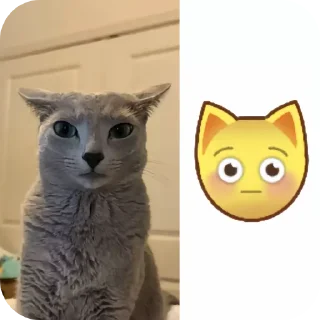 🐱