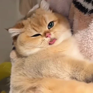 🐈‍⬛️