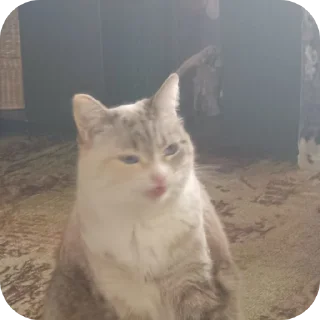 🐱