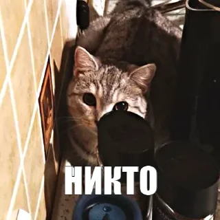 😎