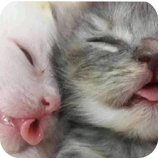 🐱