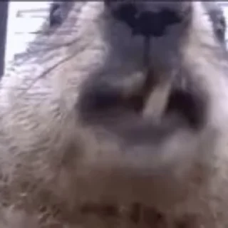 🦫