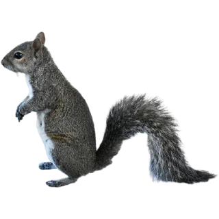 🐿️