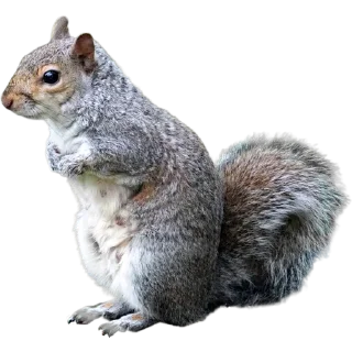 🐿️