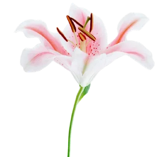 🌸