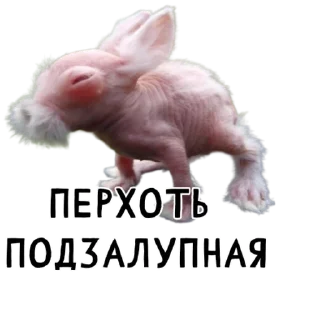 🧑‍🦲