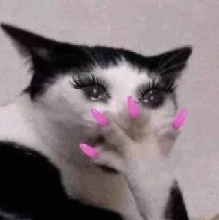 🐱