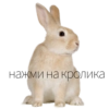 с дв фром фор @rat_corner