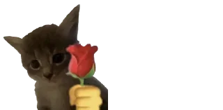 🐈