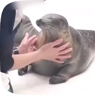 🌟