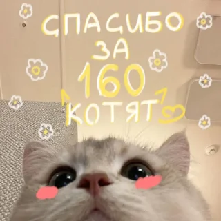 🐱