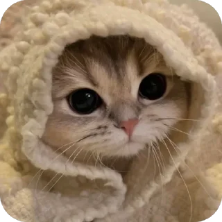 🐱