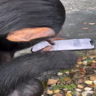 📲