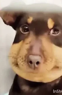 🤩