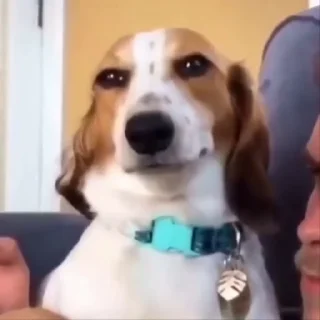 🐕