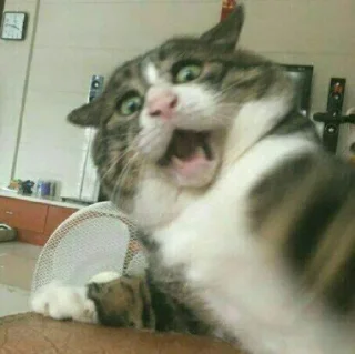 🐈