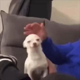 ✨
