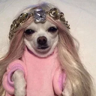 🐶