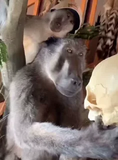 🐵