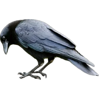 🐦‍⬛