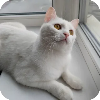 🐱