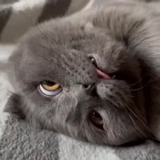 🤩