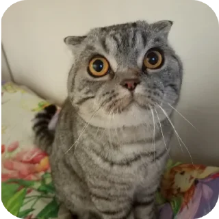Dead rails | Chat Коты