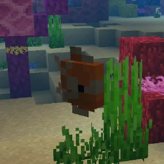 🐠