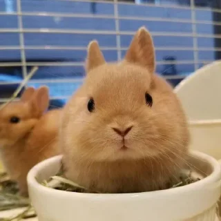 🥕