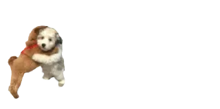 🐈