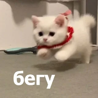 🏃‍♀️