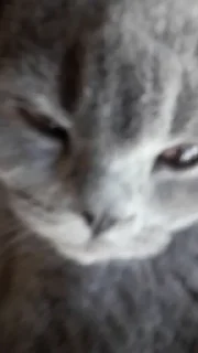 🐰