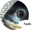 🐟