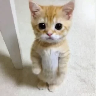 🕺