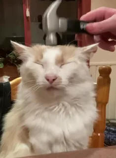 🐈