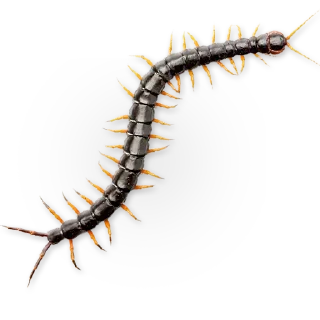 🐛