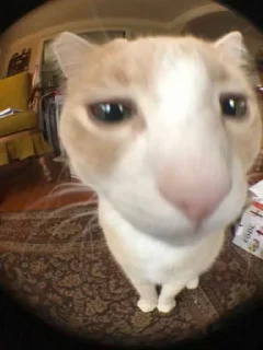 😶