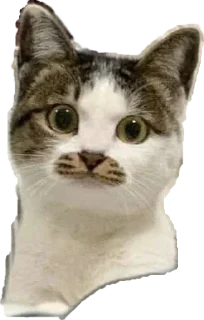 🐱