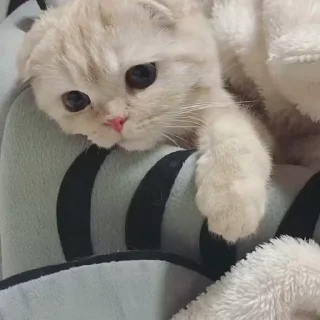 🐈