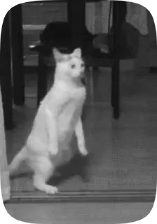 😺
