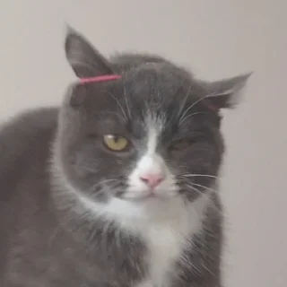 🤪