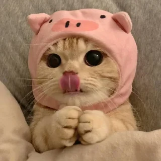 🐈