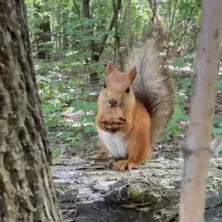 🤩